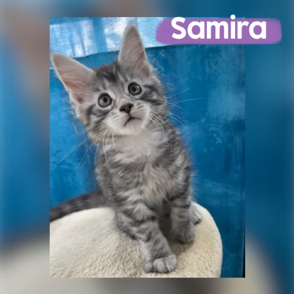 Allevamento Forever Chanel Maine Coon | Foto 7