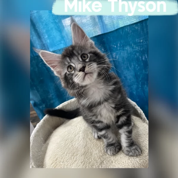 Allevamento Forever Chanel Maine Coon | Foto 6