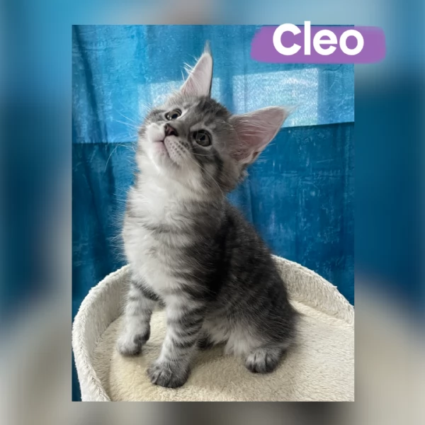 Allevamento Forever Chanel Maine Coon | Foto 5