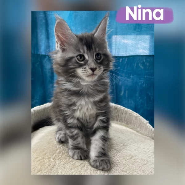 Allevamento Forever Chanel Maine Coon | Foto 4