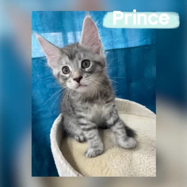 Allevamento Forever Chanel Maine Coon | Foto 3