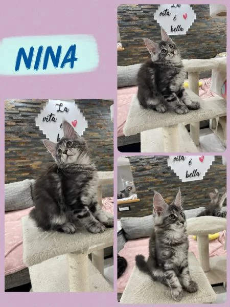 Allevamento Forever Chanel Maine Coon | Foto 2