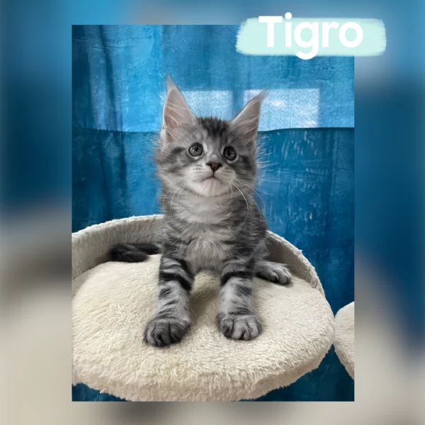 Allevamento Forever Chanel Maine Coon | Foto 1