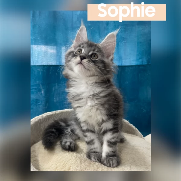 Allevamento Forever Chanel Maine Coon | Foto 0