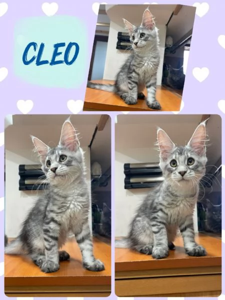 Allevamento Forever Chanel Maine Coon