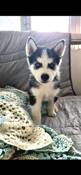 Cuccioli siberian husky  | Foto 3