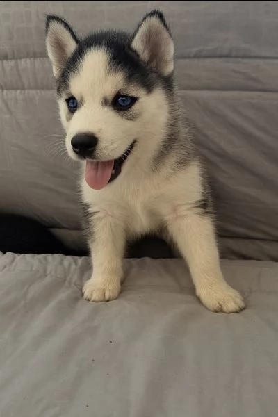 Cuccioli siberian husky  | Foto 2