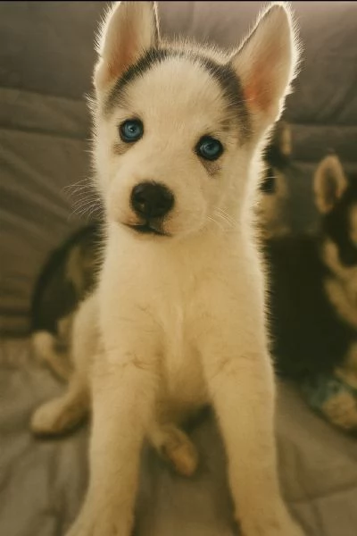 Cuccioli siberian husky  | Foto 1
