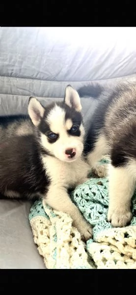 Cuccioli siberian husky  | Foto 0