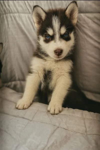 Cuccioli siberian husky 