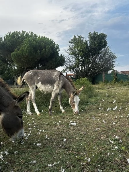 Vendita asini maschi 