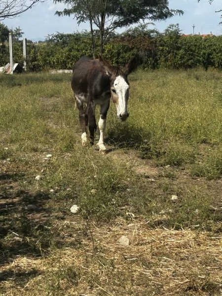 Vendita asini maschi  | Foto 3