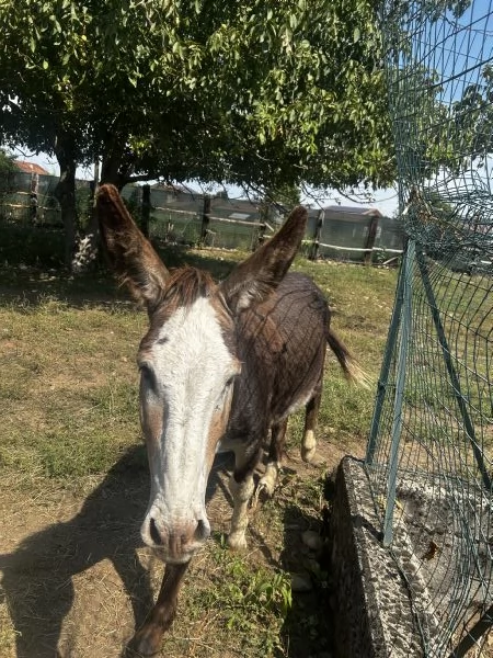 Vendita asini maschi  | Foto 2