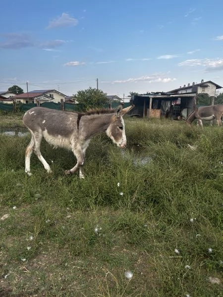 Vendita asini maschi  | Foto 1