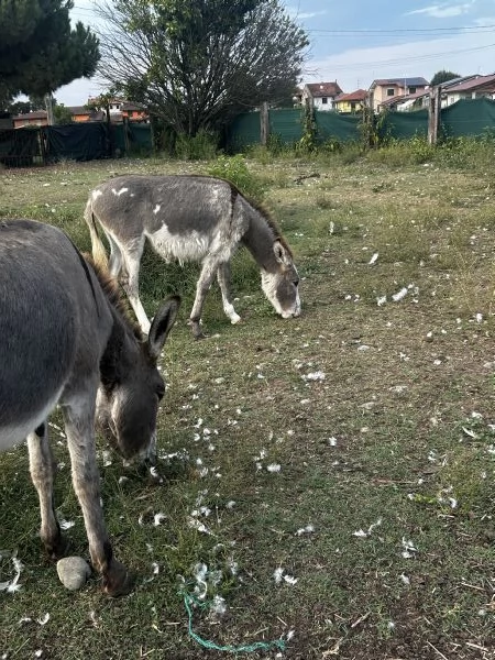 Vendita asini maschi  | Foto 0