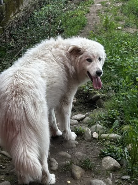 Cane femmina in regalo  | Foto 1