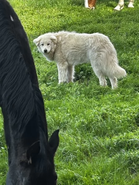 Cane femmina in regalo  | Foto 0