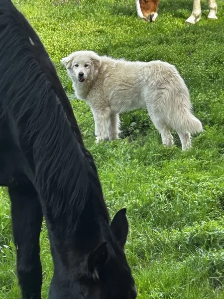 Cane femmina in regalo 