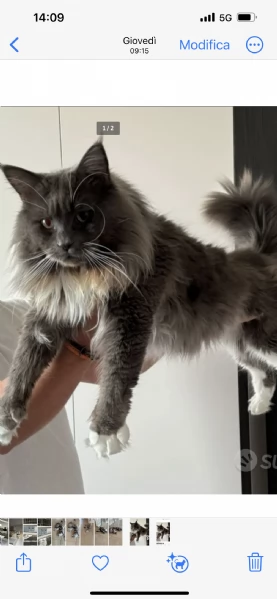 Maine coon cuccioli | Foto 0