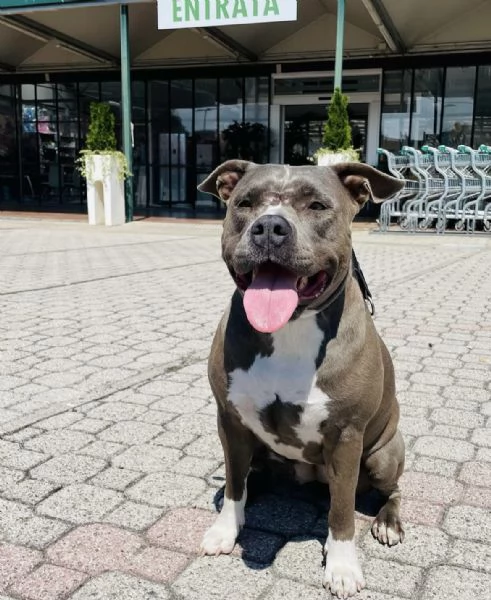 Disponibili 4 cuccioli di amstaff con pedegre