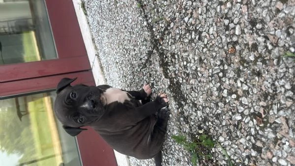 Disponibili 4 cuccioli di amstaff con pedegre | Foto 8