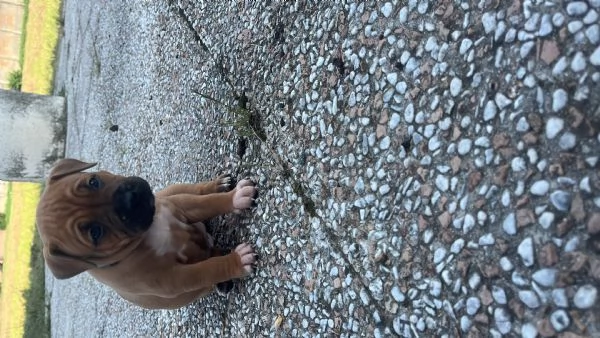 Disponibili 4 cuccioli di amstaff con pedegre | Foto 7