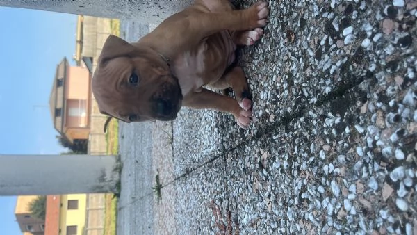 Disponibili 4 cuccioli di amstaff con pedegre | Foto 6