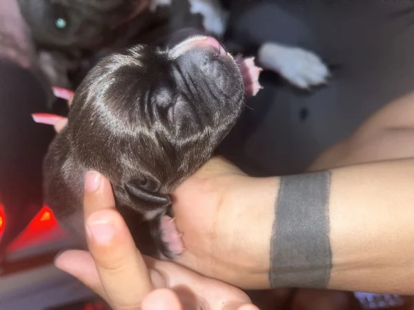 Disponibili 4 cuccioli di amstaff con pedegre | Foto 4