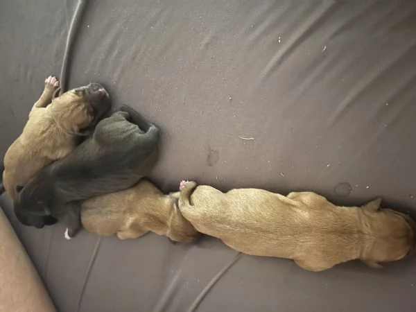 Disponibili 4 cuccioli di amstaff con pedegre | Foto 3