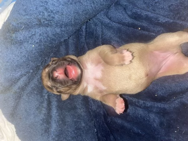 Disponibili 4 cuccioli di amstaff con pedegre | Foto 2