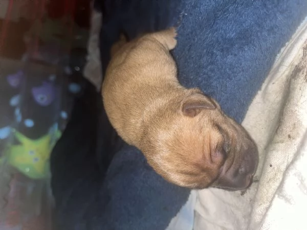 Disponibili 4 cuccioli di amstaff con pedegre | Foto 1