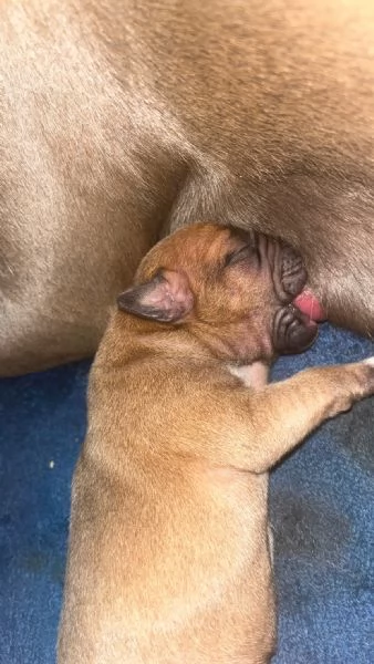 Disponibili 4 cuccioli di amstaff con pedegre | Foto 0