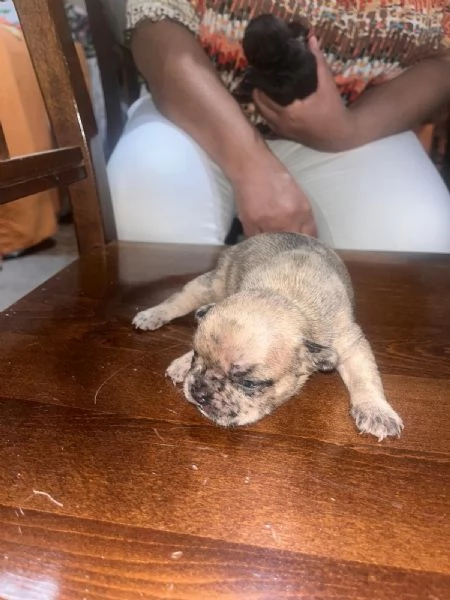 Cuccioli di Bulldog Francese disponibili  | Foto 4