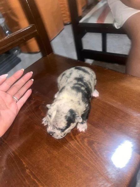 Cuccioli di Bulldog Francese disponibili  | Foto 2