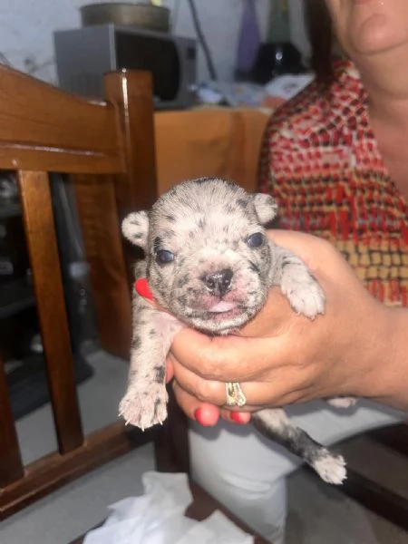 Cuccioli di Bulldog Francese disponibili  | Foto 1