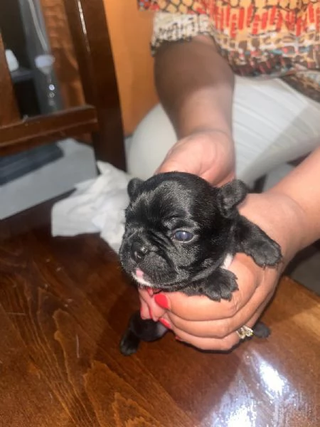Cuccioli di Bulldog Francese disponibili  | Foto 0