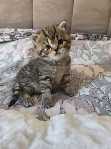 Cuccioli Scottish Straight | Foto 3