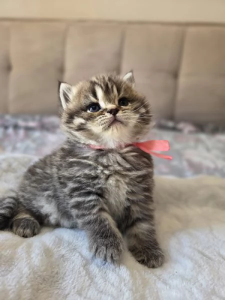 Cuccioli Scottish Straight | Foto 1