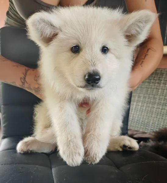 Cuccioli di pastore svizzero bianco