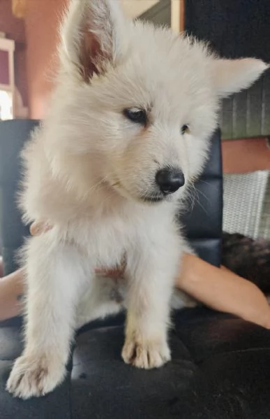 Cuccioli di pastore svizzero bianco | Foto 6