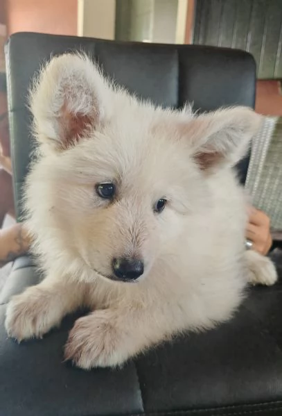 Cuccioli di pastore svizzero bianco | Foto 5