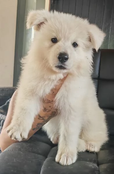 Cuccioli di pastore svizzero bianco | Foto 4