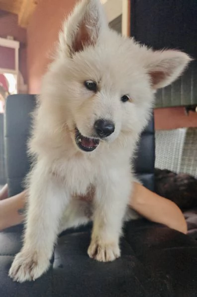 Cuccioli di pastore svizzero bianco | Foto 3