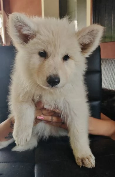 Cuccioli di pastore svizzero bianco | Foto 2