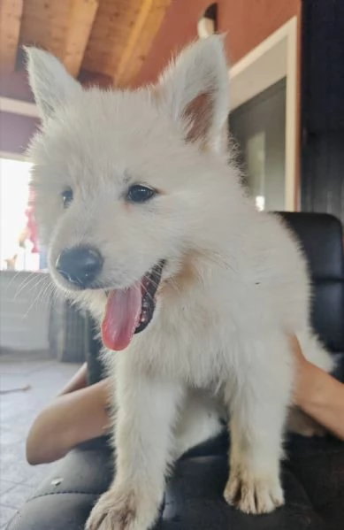 Cuccioli di pastore svizzero bianco | Foto 1