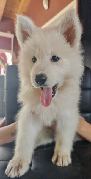 Cuccioli di pastore svizzero bianco | Foto 0