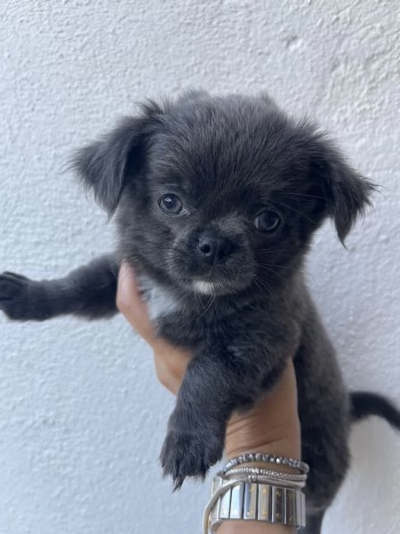 Cuccioli di chihuahua 