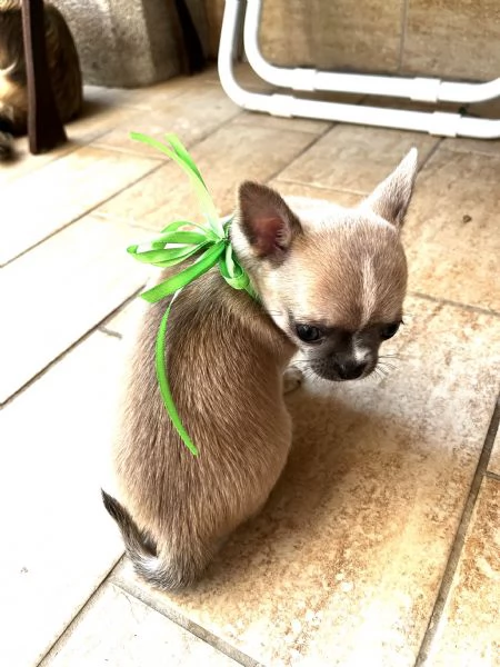 Cuccioli di chihuahua  | Foto 2