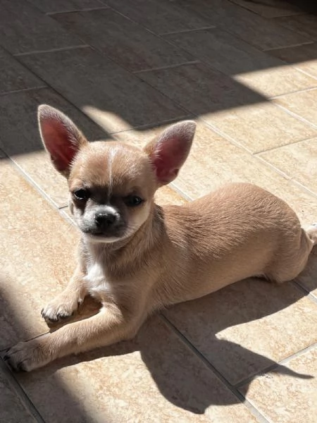 Cuccioli di chihuahua  | Foto 1
