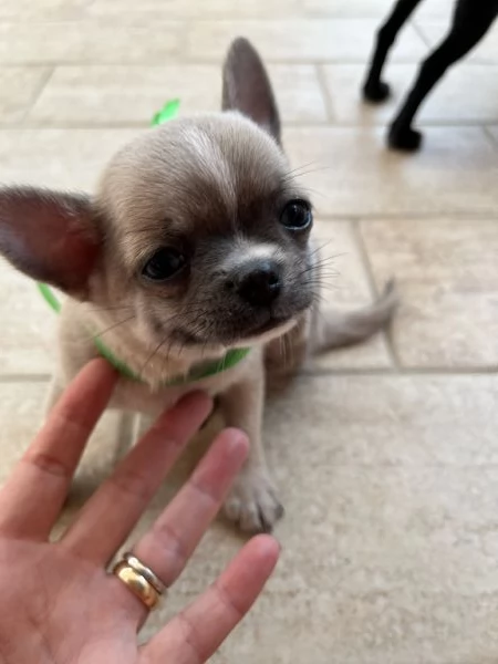 Cuccioli di chihuahua  | Foto 0